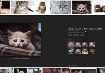 The “View Image” Button In Google Search Was Lost, How Can You Get It Back?